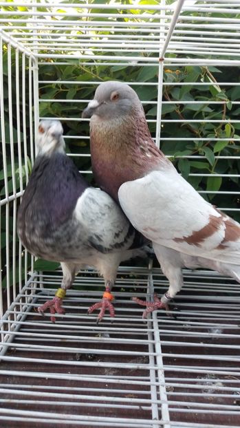 Horseman × Jiennense - Gusati spanioli