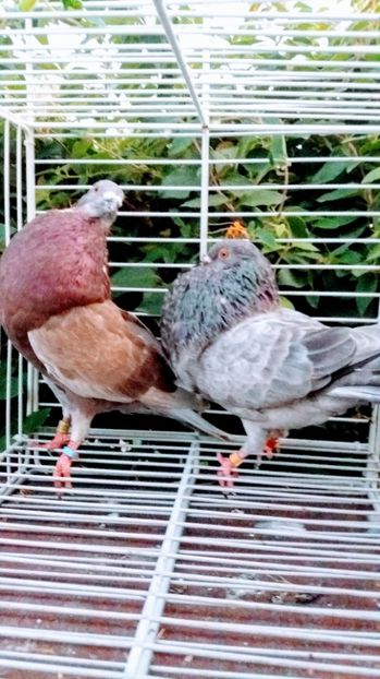 Gaditano de vuelo - Gusati spanioli