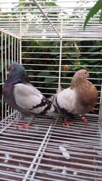 Palomo ladron - Gusati spanioli