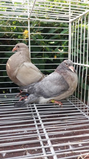 Gaditano de vuelo - Gusati spanioli