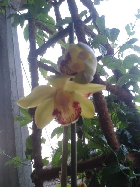  - Cymbidium