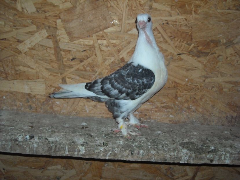  - PORUMBEI CARE MI AU APARTINUT