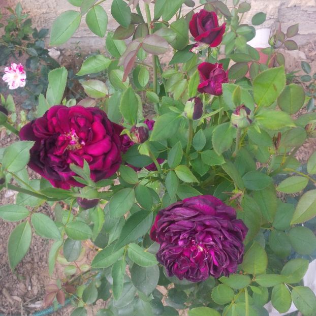 prince - trandafiri 2017