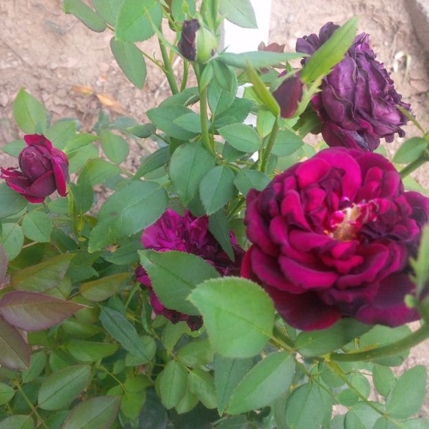 prince - trandafiri 2017