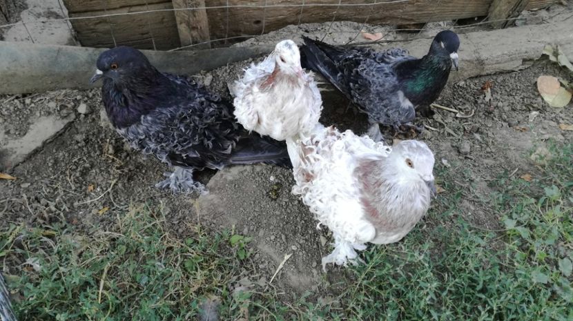 Creti 2017 - Creti maghiari