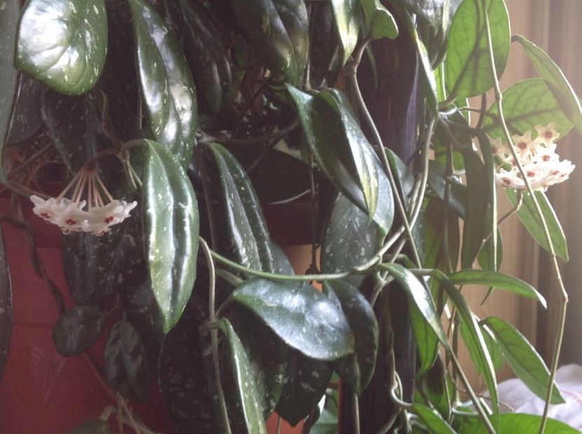  - Hoya Carnosa Floarea de ceara 2017