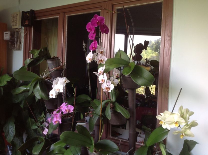  - Orhidee 2017 August