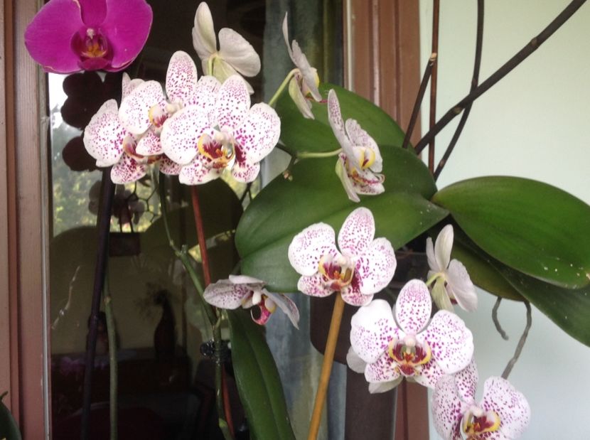  - Orhidee 2017 August