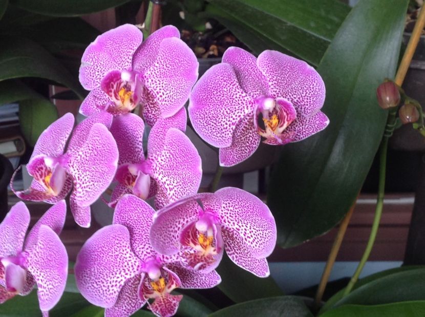  - Orhidee 2017 August