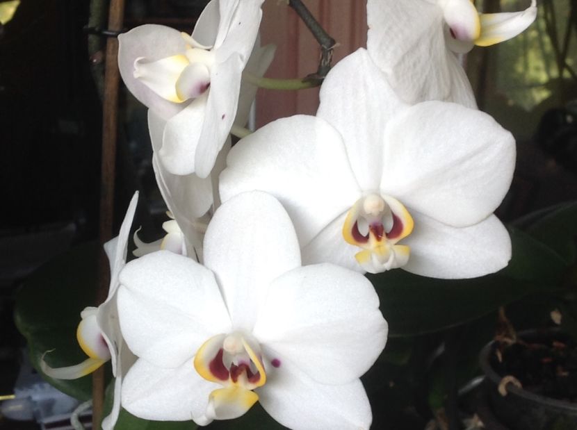  - Orhidee 2017 August