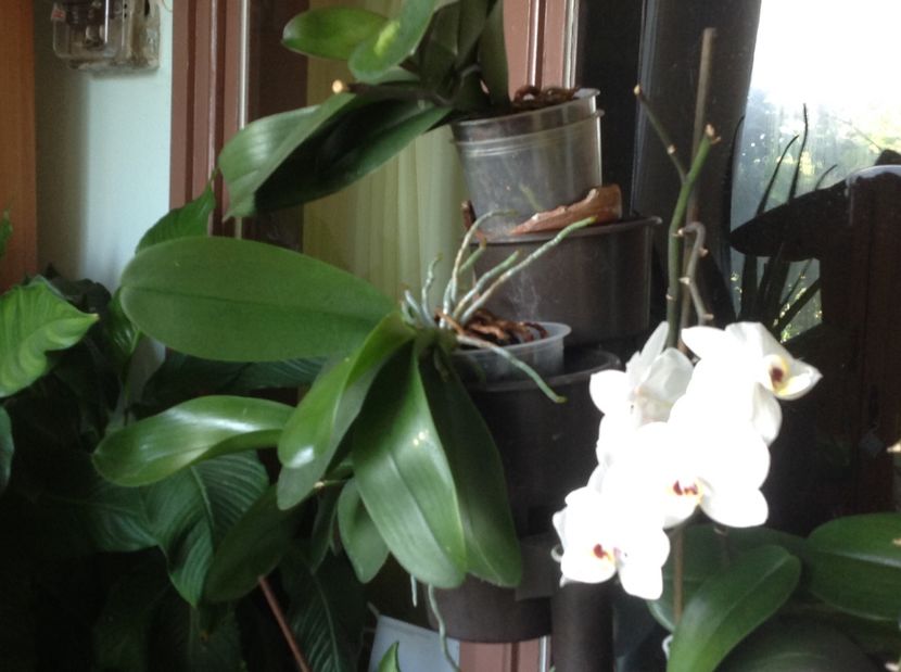  - Orhidee 2017 August