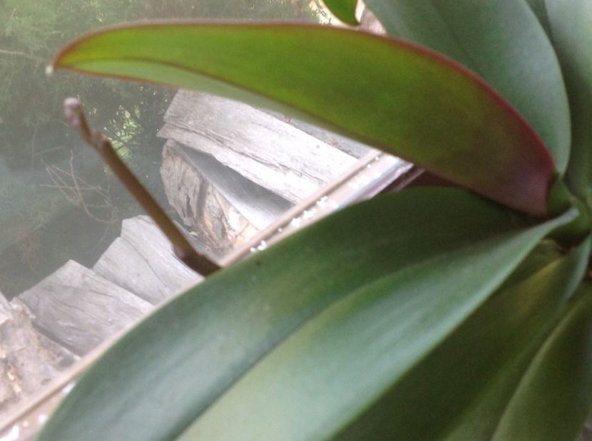  - Orhidee 2017 August