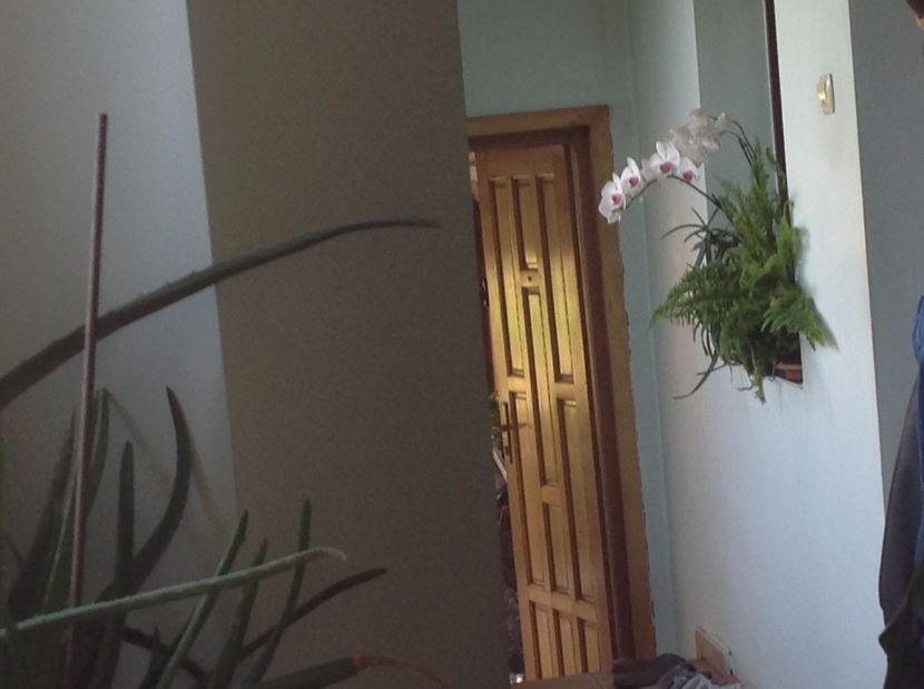  - Orhidee 2017 August