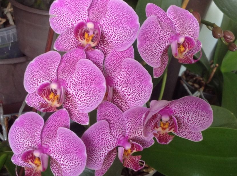  - Orhidee 2017 August