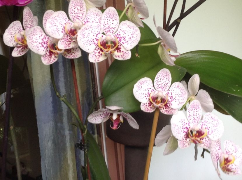  - Orhidee 2017 August