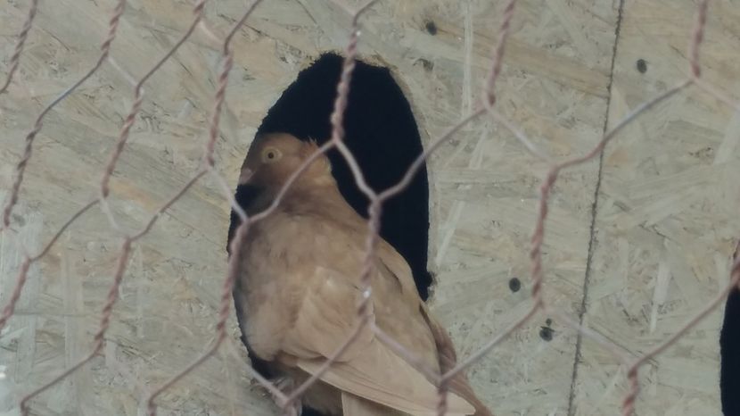  - Jucatori de Botosani