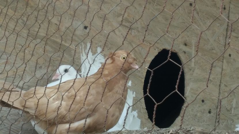  - Jucatori de Botosani