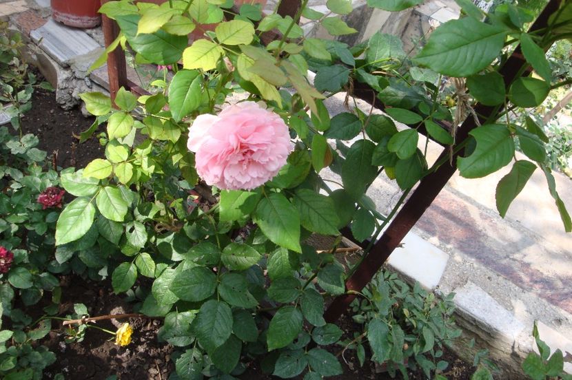  - The Wedgewood Rose