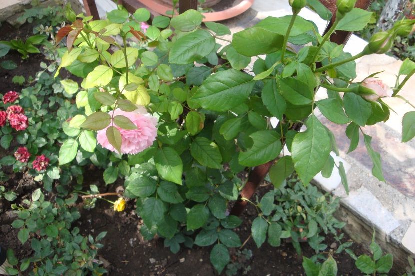  - The Wedgewood Rose