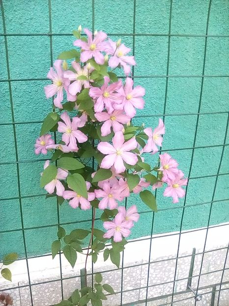 28 08 2017 - Comtesse de Bouchaud