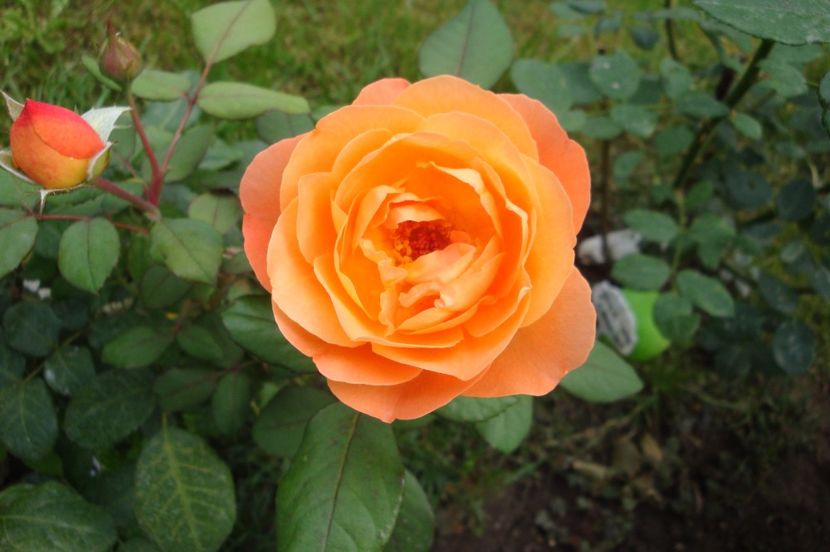  - Lady Emma Hamilton