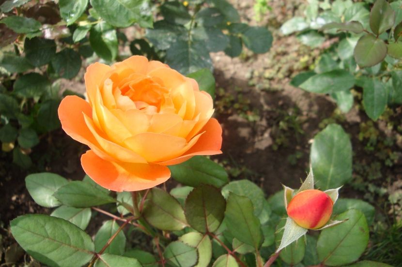  - Lady Emma Hamilton