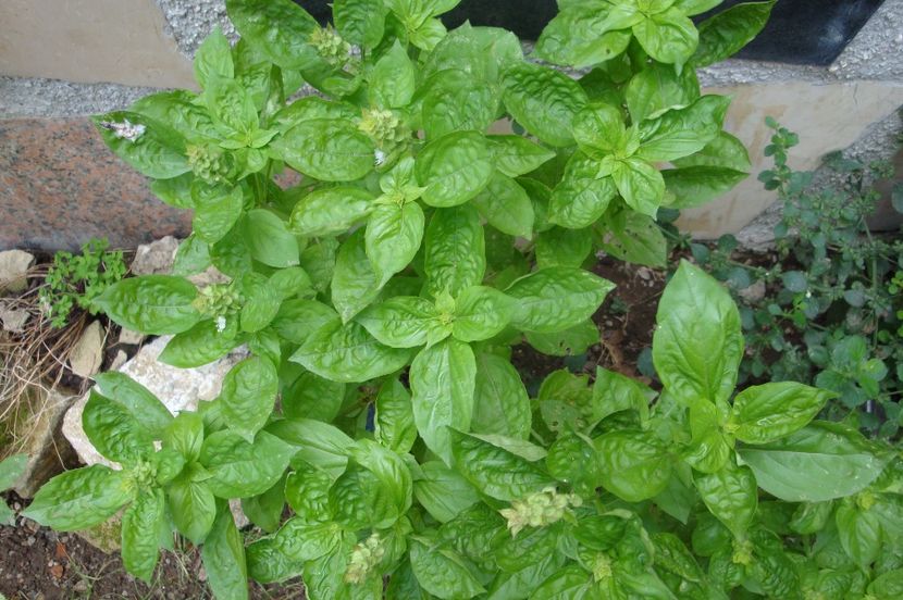 Busuioc,ce mireasma... - diverse