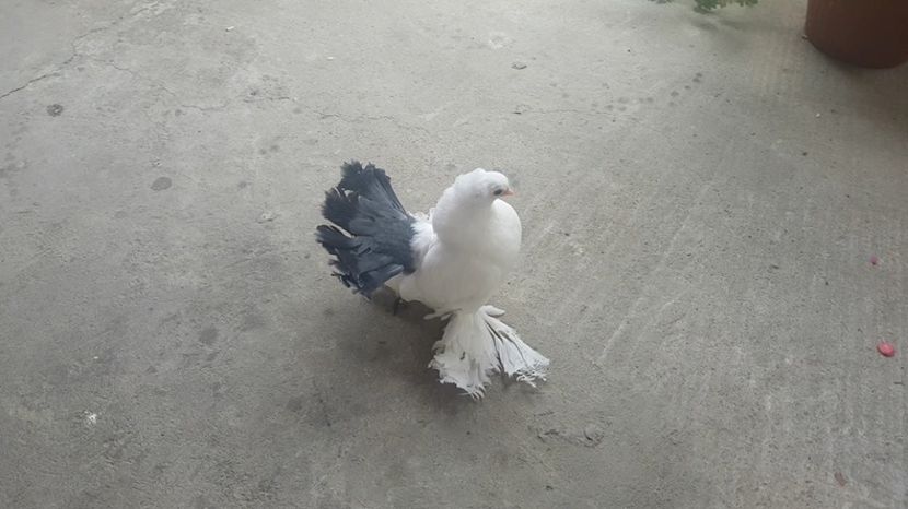 audi 28.08.2017 (8) - pui 2017