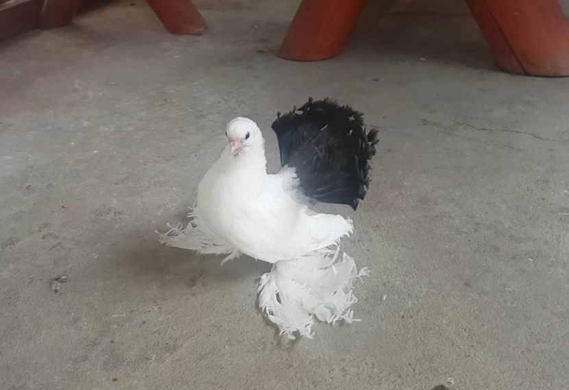 audi 28.08.2017 (9) - pui 2017