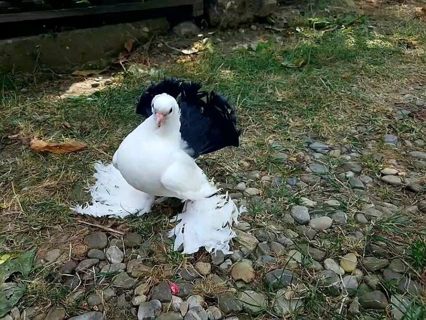 audi 28.08.2017 (1) - pui 2017