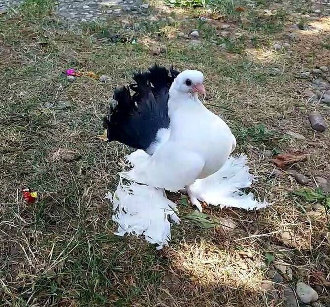 audi 28.08.2017 (4) - pui 2017