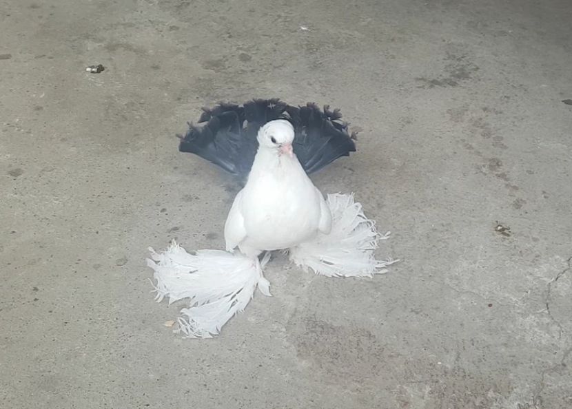 audi 28.08.2017 (5) - pui 2017