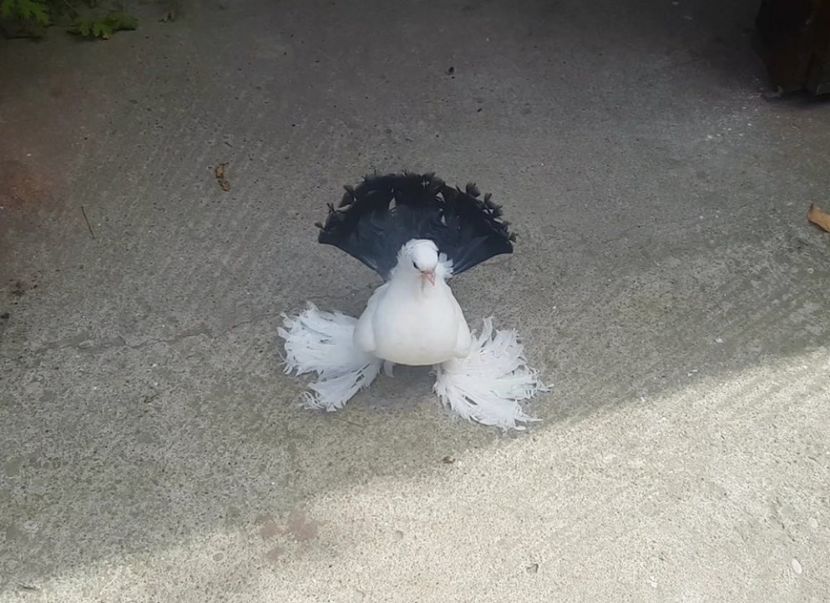 audi 28.08.2017 (6) - pui 2017