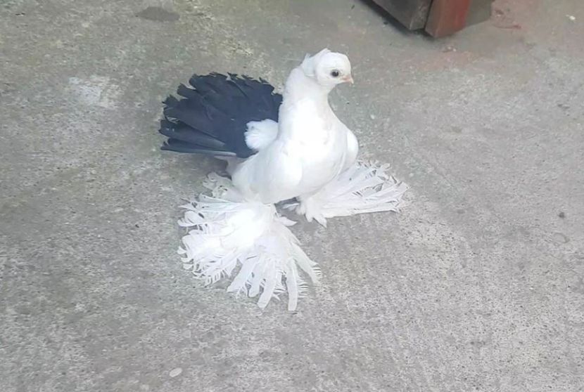 audi 28.08.2017 (7) - pui 2017