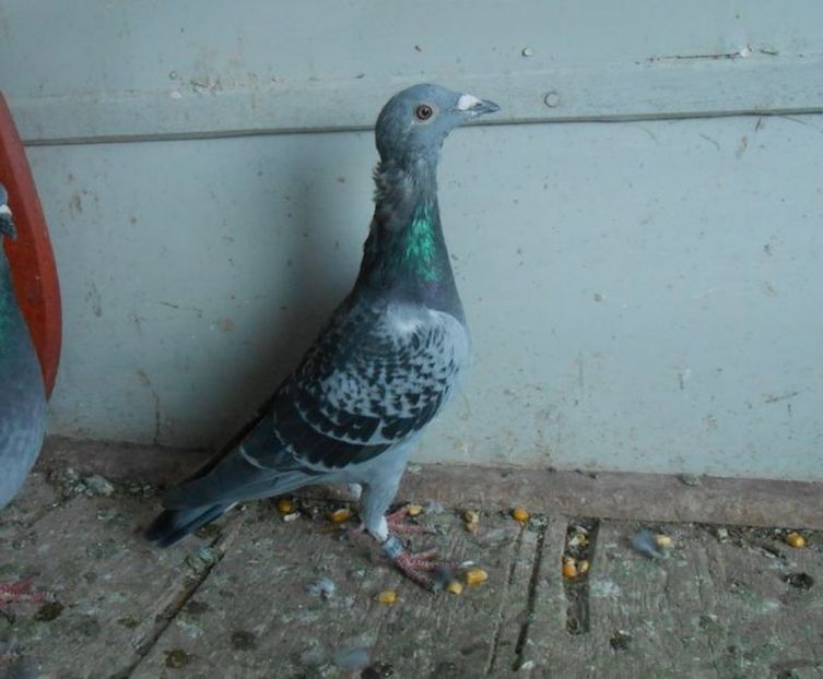 Loc 2 Cycow 2017 Centrul Barlad. - Rezumat sezon 2017