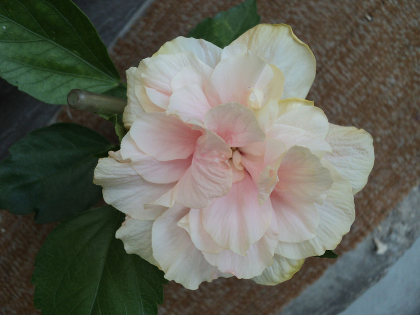 28 aug 2017  puiut ,prima floare - Classic Pink