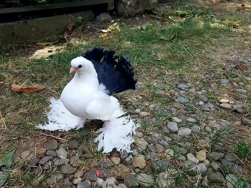 audi 28.08.2017 - pui 2017