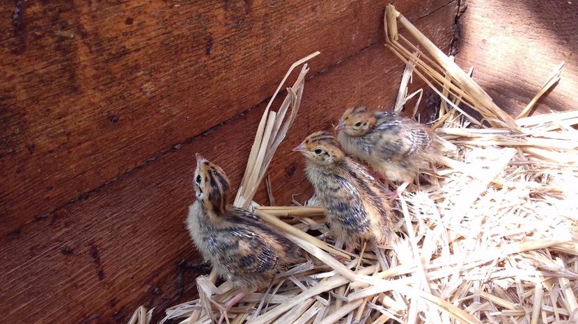  - PREPELITE DE CAMP COTURNIX COTURNIX