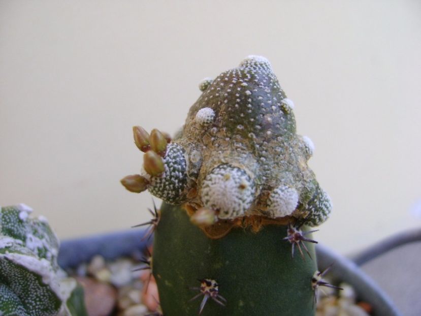 Blossfeldia liliputana - Cactusi 2017 final de an