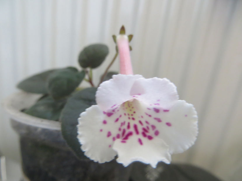  - mini sinningii 2017