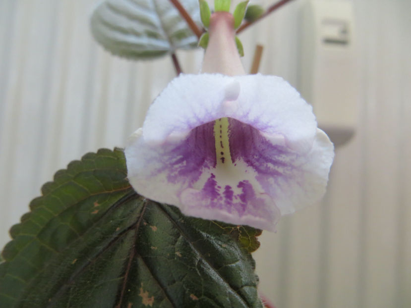  - mini sinningii 2017