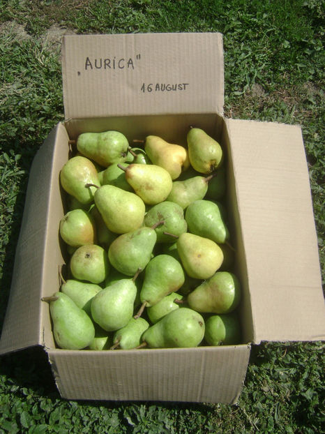 Pere Aurica - Par Aurica
