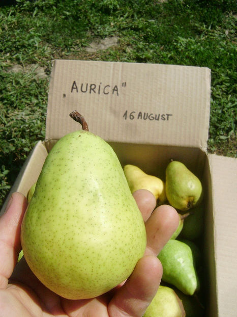 Pere Aurica 3 - Par Aurica