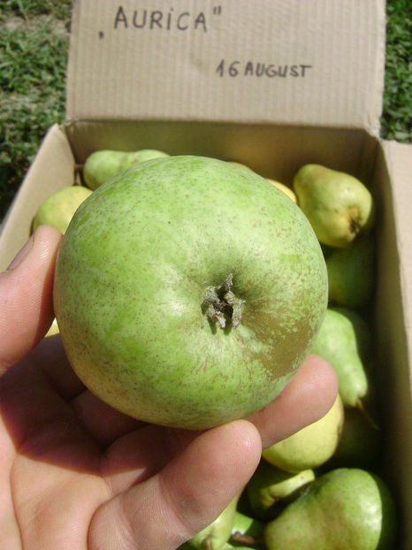 Pere Aurica 5 - Par Aurica