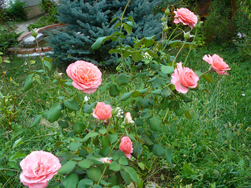 Laurent Cabrol - 2017 August