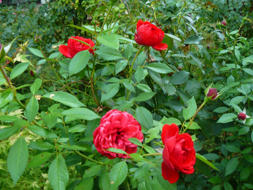 Out of Rosenhaim - 2017 August