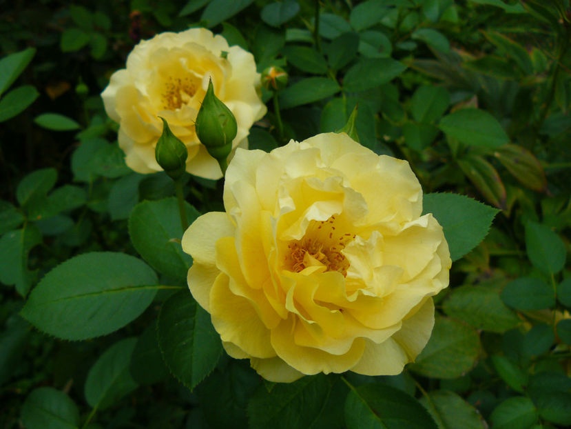 Julia Child - 2017 August