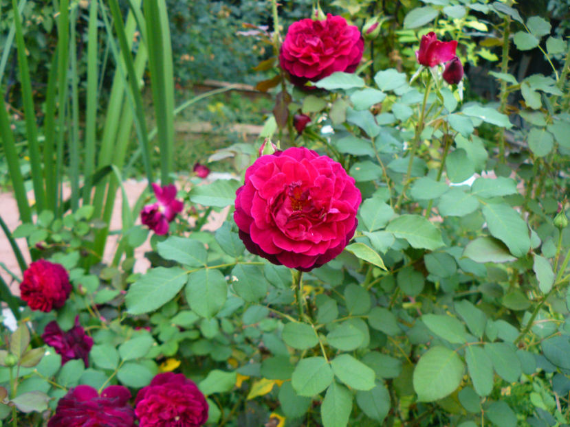 Munstead Wood - 2017 August