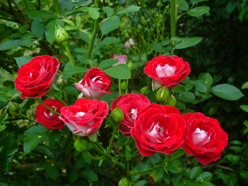 Schone Koblenzerin - 2017 August