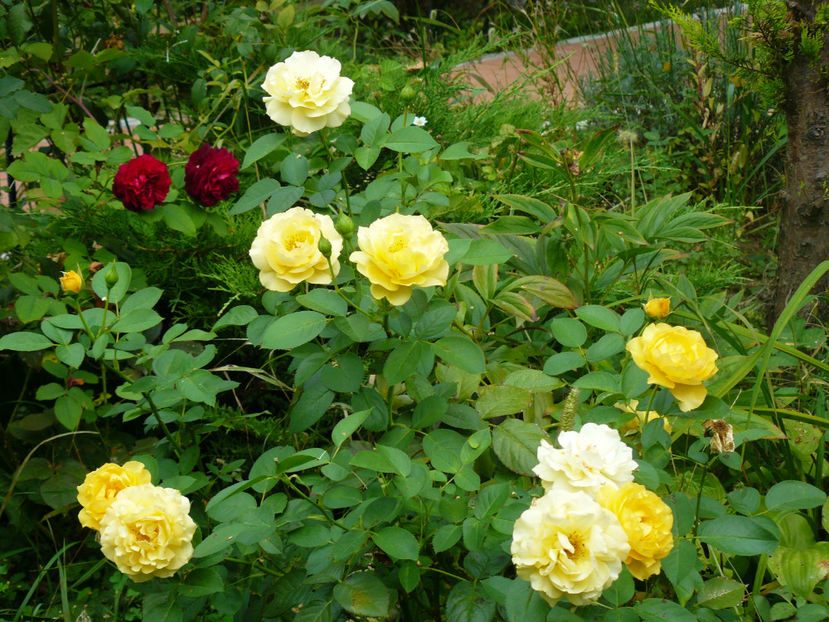 Julia Child - 2017 August